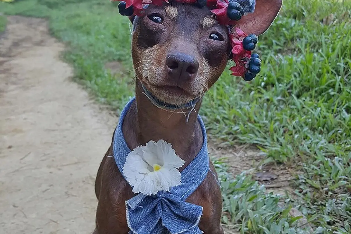 [Bintang] Anjing 