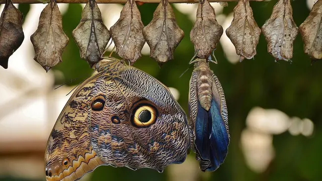 Menjadi Sumber Protein bagi Manusia dan Hewan Ternak