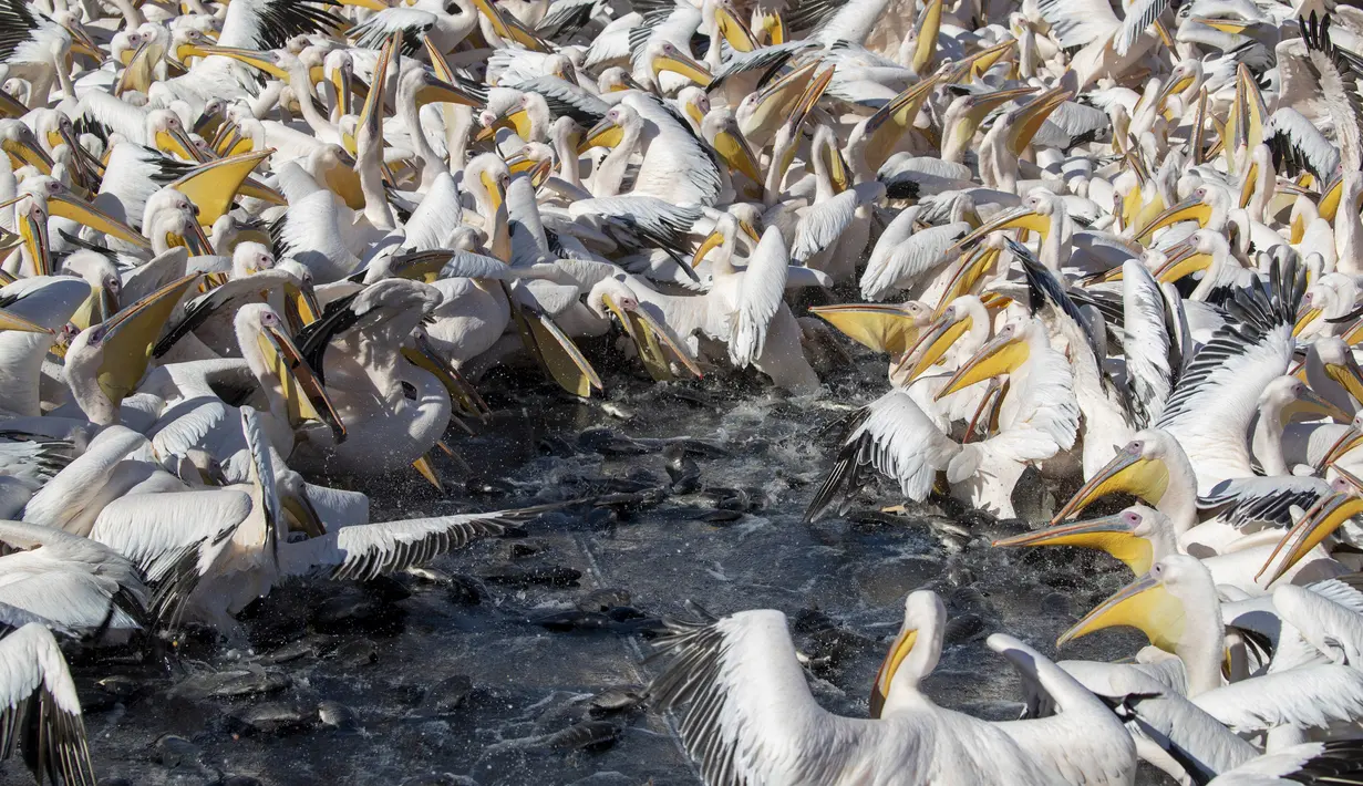 Pelikan putih besar mencari ikan di Waduk Mishmar HaSharon, Lembah Hefer, Israel, Senin (8/11/2021). Ribuan pelikan yang sedang menuju Afrika berhenti di Waduk Mishmar HaSharon untuk makanan yang disediakan oleh otoritas cagar alam Israel. (AP Photo/Ariel Schalit)