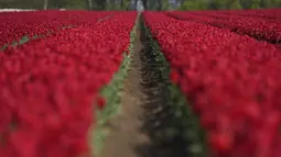 Deretan bunga tulip berwarna merah tumbuh di ladang di Meerdonk, Belgia pada Senin, 25 April 2022. Bunga tulip di Belgia banyak dibudidayakan untuk umbinya saja. (AP Photo/Virginia Mayo)