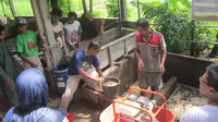 Masyarakat Desa Kulwaru Wetan, Kulon Progo meluncurkan produk pupuk kompos organik dengan memanfaatkan limbah kotoran ternak sapi. 