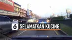 Momen mengharukan terjadi di Bangkok, Thailand. Di mana seorang pemuda nekat menghentikan mobilnya di tengah jalan demi menyelamatkan seekor anak kucing.