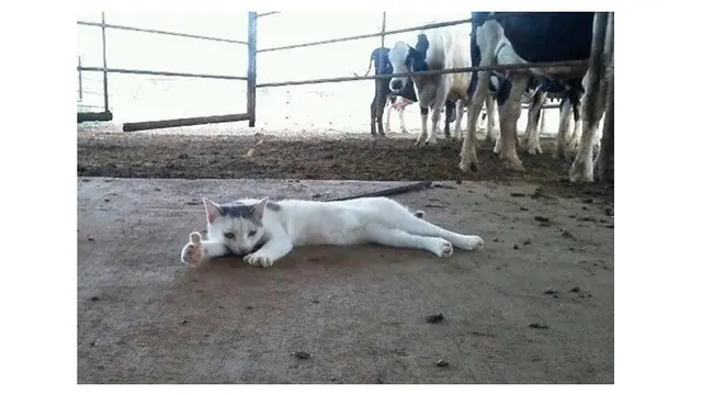 Kucing lucu (Sumber: Twitter/@twitkocheng)