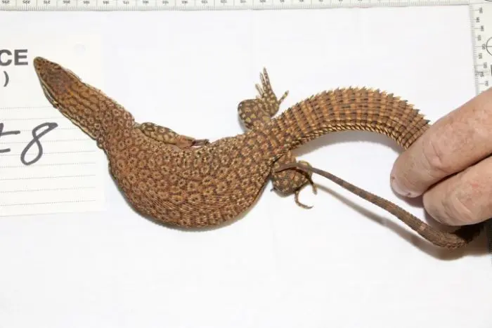 Salah satu kadal langka yang berhasil diamankan oleh polisi Brisbane, Australia (Queensland Police Service) 