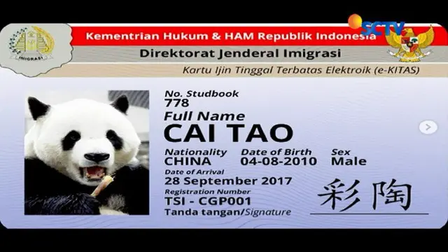 Kedua giant panda ini ternyata juga dilengkapi kartu pengenal berupa kartu izin tinggal terbatas elektronik atau e-kitas.
