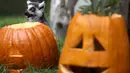 Seekor lemur ekor cincin memakan biji labu yang diletakkan dalam kadang Kebun Binatang San Francisco, California, 26 Oktober 2018. Lemur di kebun binatang itu menerima labu berisi kudapan untuk merayakan Halloween. (Justin Sullivan/Getty Images/AFP)
