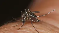 Tahukah kamu, nyamuk juga pilih-pilih darah yang enak untuk dimakan.