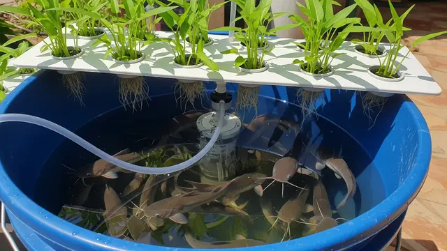 Cara Ternak Lele di Ember Sekaligus Hidroponik Kangkung, Panen Ganda di Lahan Sempit