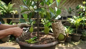 6 Cara Membuat Pohon Nangka Pendek Tapi Cepat Berbuah, Panduan Praktis dan Efektif
