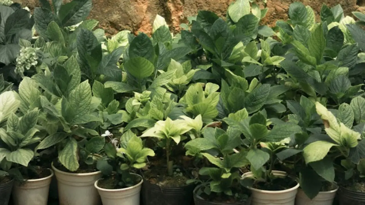 Ilustrasi Menanam Sayuran di Pot (Photo by Tuyen Vo on Unsplash)