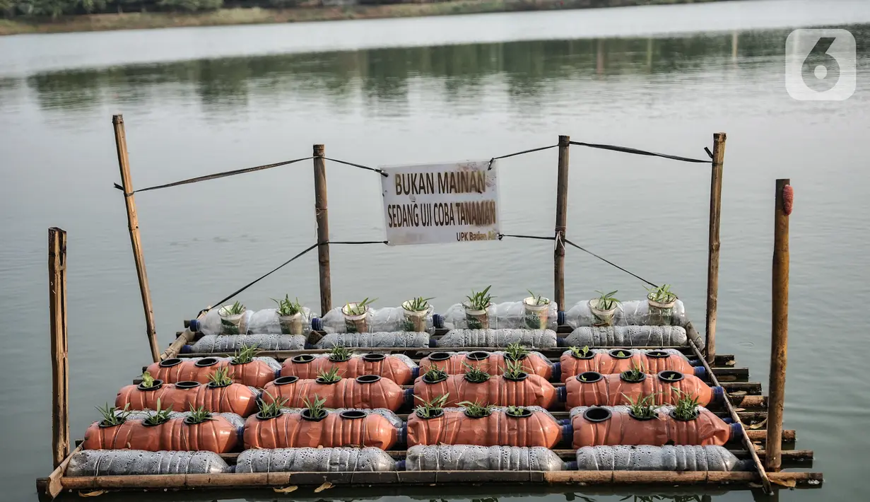Bibit yang tengah diuji coba ditanam di Waduk Setu, Cipayung, Jakarta, Selasa (28/7/2020). Saat ini Waduk Setu tengah dibuat jalur olahraga dan juga akan dilengkapi sarana bermain anak serta pusat kuliner yang diharapkan meningkatkan potensi kawasan ekonomi pariwisata. (merdeka.com/Iqbal S. Nugroho)