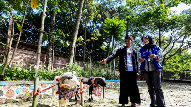 Iduladha 2025, BRI Peduli Salurkan Bantuan Pelatihan bagi Peternak Domba Garut di Desa BRILian Sukalaksana