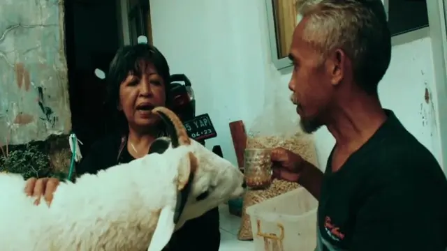 Cerita Panca, Domba Bertanduk Lima di Kabupaten Kuningan Yang Doyan Ngopi