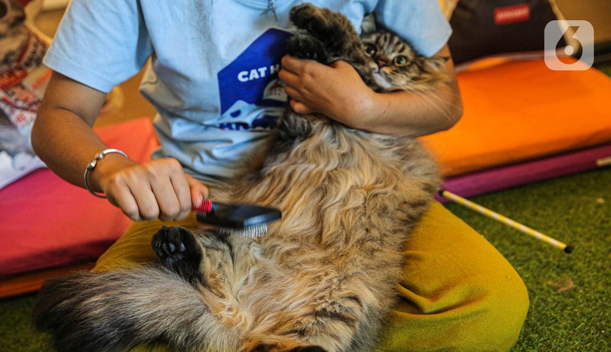 Karyawan menyisir bulu kucing di tempat penitipan kucing Arnamir. (Liputan6.com/Faizal Fanani)
