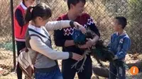 Brutal, Turis Tiongkok Cabuti Bulu Burung Merak di Kebun Binatang