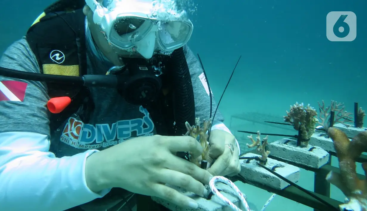 Penyelam BNI HiMovers Dive Community menanam bibit terumbu karang di Perairan Pantai Pulisan, Minahasa Utara, Sulawesi Utara, Rabu (23/06/2021). Penanaman dalam rangka restorasi terumbu karang berkolaborasi dengan para pegawai BNI dan Tim Seasoldier Sulut. (Liputan6.com/HO/BNI)