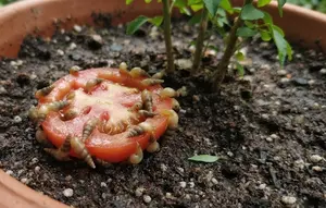 Cara Mengatasi Siput Kecil yang Muncul di Pot Tanaman Setelah Hujan, Kenali Tanda dan Pencegahannya
