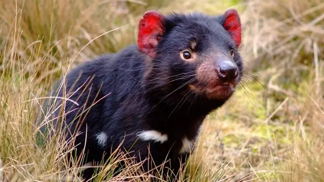 Foto: Copyright alphacoders