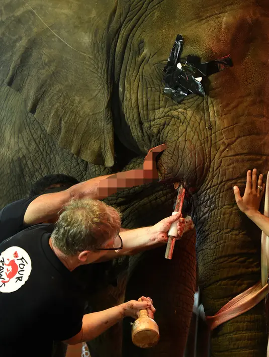 <p>Tim dokter hewan dari Four Paws International merawat gading gajah Madhu Bala yang bengkak di Karachi Zoological Garden, Karachi, Pakistan, 17 Agustus 2022. Para aktivis melaporkan kondisi gajah-gajah di kebun binatang tersebut yang menyedihkan. (Asif HASSAN/AFP)</p>