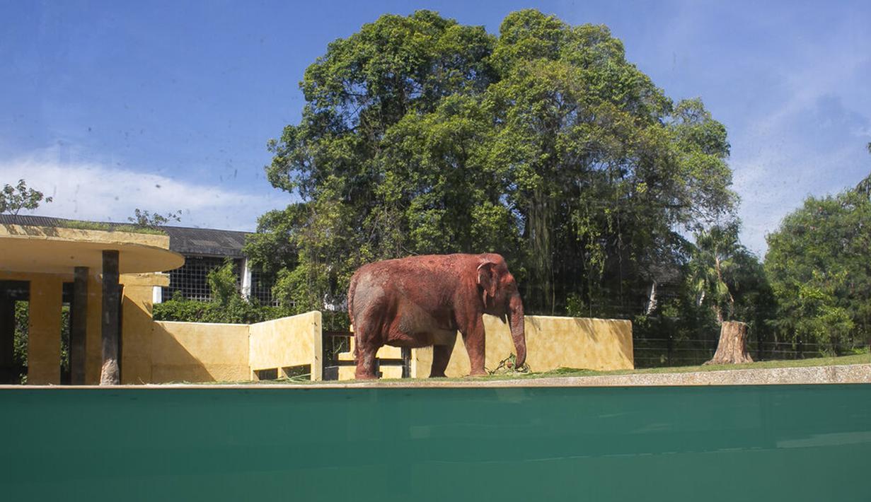 FOTO: Tingkah Orangutan hingga Beruang di Biopark of Rio Brasil - Foto ...