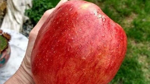 6 Rezeki Tak Terduga Dapat Buah Raksasa Ini Bikin Tercengang