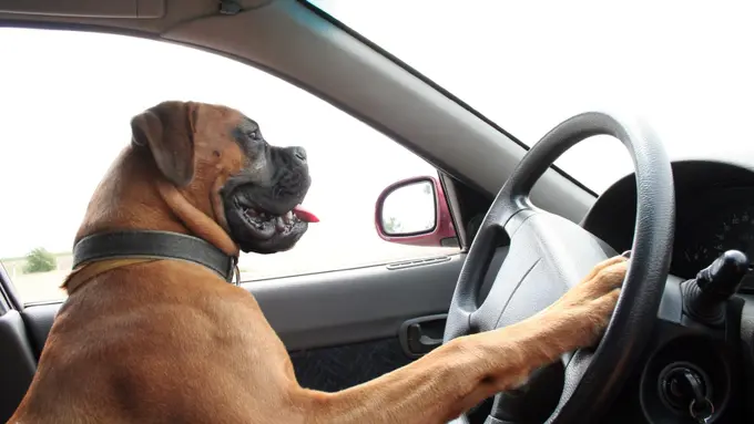 Kocak! Anjing Ini Kendarai Mobil-mobilan Milik Anak Majikannya