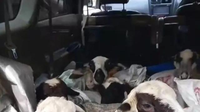 Kumpulan Potret Mobil yang Disulap Jadi Angkutan Hewan Ternak (ist)