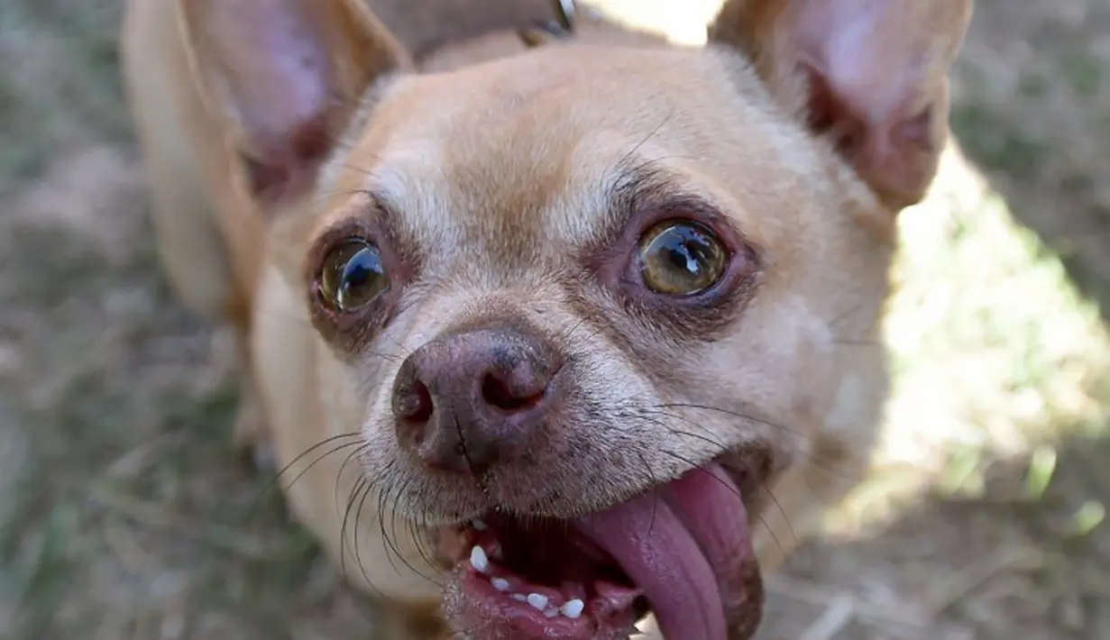 Anjing bernama Andre menjulurkan lidahnya keluar saat mengikuti Kontes Anjing Terjelek di Dunia, di Petaluma, California, Jumat (26/6/2015). (AFP PHOTO/JOSH Edelson)