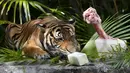 Harimau mendapatkan tulang sapi beku yang dimasukkan ke dalam balok es, bersama dengan susu kambing beku. (AP Photo/Lynne Sladky)