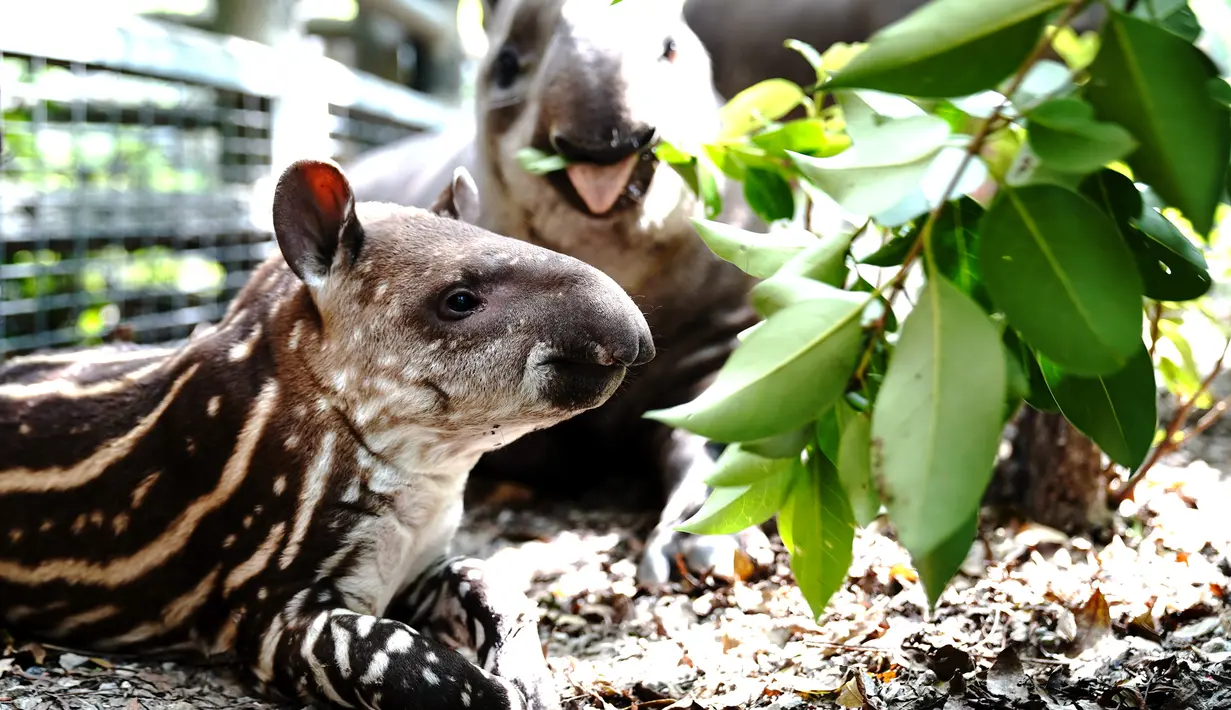 Seekor tapir Amerika Selatan betina terlihat bersama bayinya di Kebun Binatang Shanghai di Shanghai, China timur (9/10/2020). Bayi tapir itu lahir pada 8 September di kebun binatang tersebut. (Xinhua/Zhang Jiansong)
