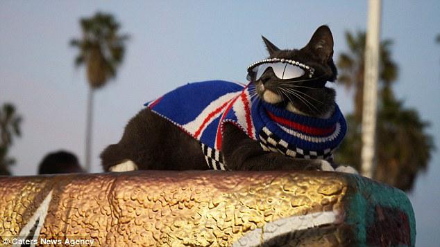 Kucing Bagel | Photo: Copyright dailymail.co.uk
