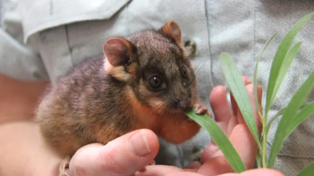 [Bintang] Bayi Possum Imut Ini Dijamin Bikin Kamu Menjerit Gemas Dini Hari