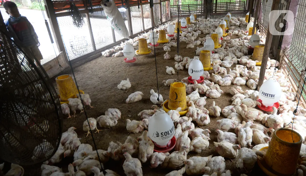 Pekerja memberi pakan ternak ayam potong yang sudah siap dijual di Kawasan Gunung Sindur, Kabupaten Bogor, Jawa Barat, Selasa (22/09/2020). Harga ayam potong di sana dijual Rp 24 ribu per kilogram, di mana saat masa pandemi harganya mengalami naik turun di pasaran. (merdeka.com/Dwi Narwoko)