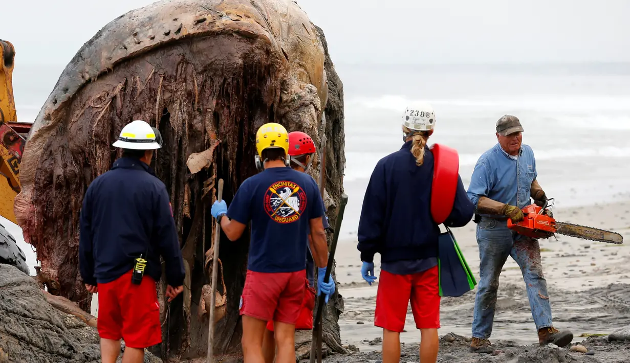 Petugas saat memotong bagian tubuh paus bungkuk yang mati terdampar di pesisir Leucadia, California, Amerika Serikat, Senin (18/7). Paus berbobot 22 ton ini harus dievakuasi dengan cara dipotong menjadi empat bagian. (REUTERS/Mike Blake)