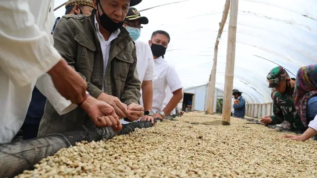 Menteri Koperasi dan UKM Teten Masduki panen kopi. (Dok Kemenkop)