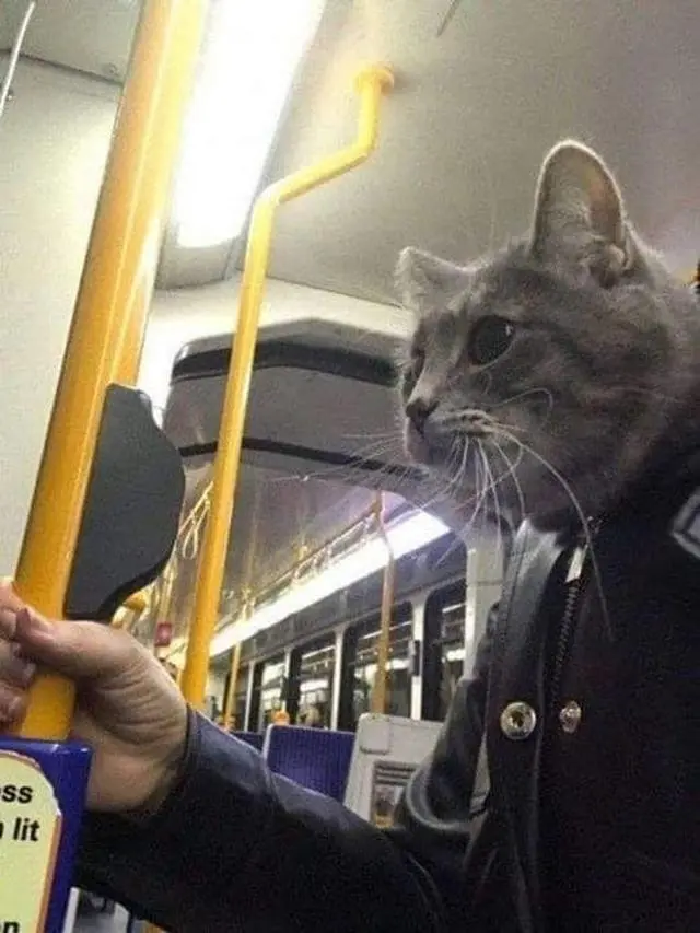 6 Ilusi Optik Kucing dengan Cowok Ini Menipu Mata