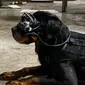 Anjing Militer AS Akan Pakai Kacamata AR. Dok: Command Sight