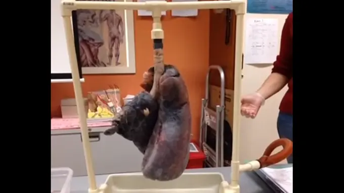 Nonton Videonya Cuma 6 Detik, Menyesalnya Seumur Hidup