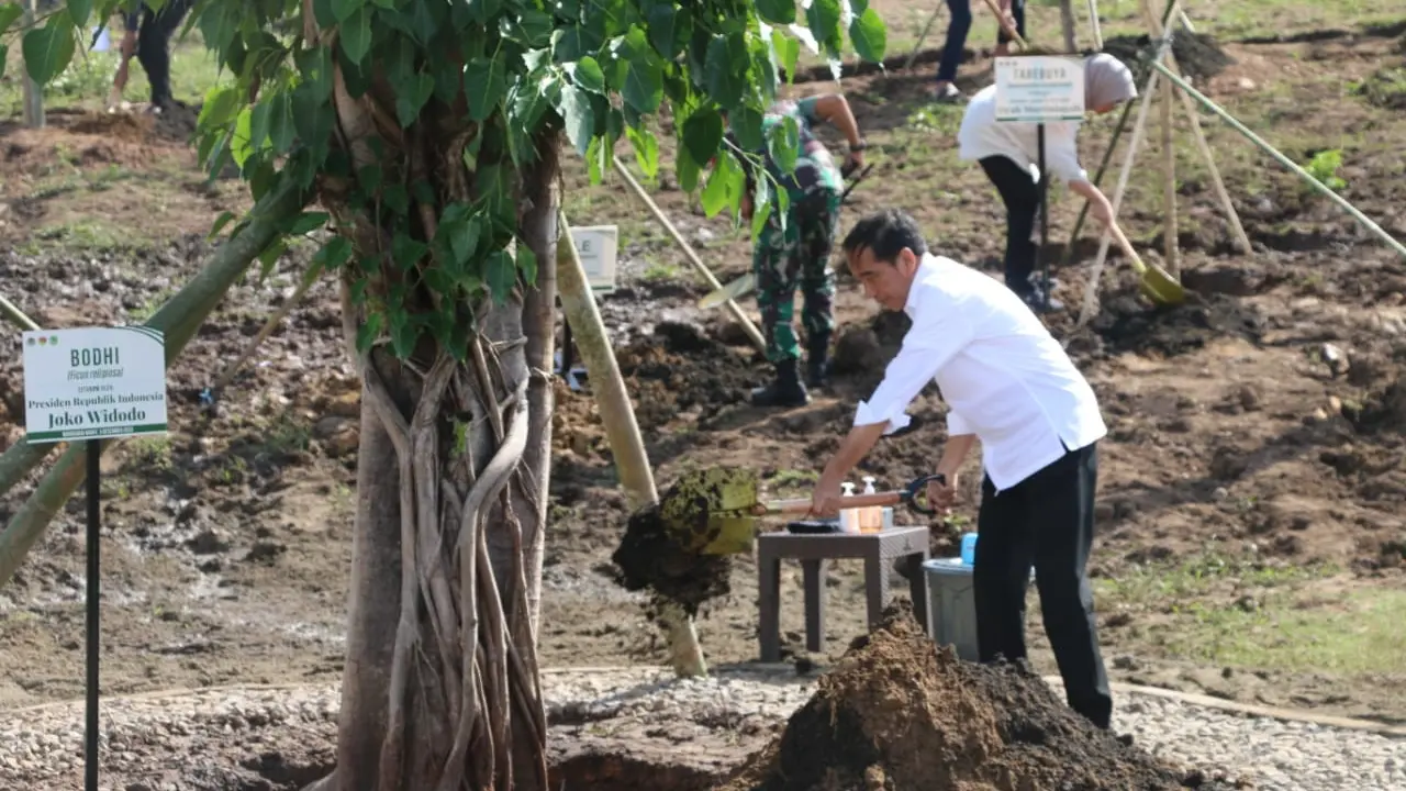 Tanam Cendana di NTT, Jokowi: Tanaman Endemik Harus Dilindungi