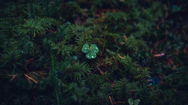 Ilustrasi tumbuhan, hujan, detail