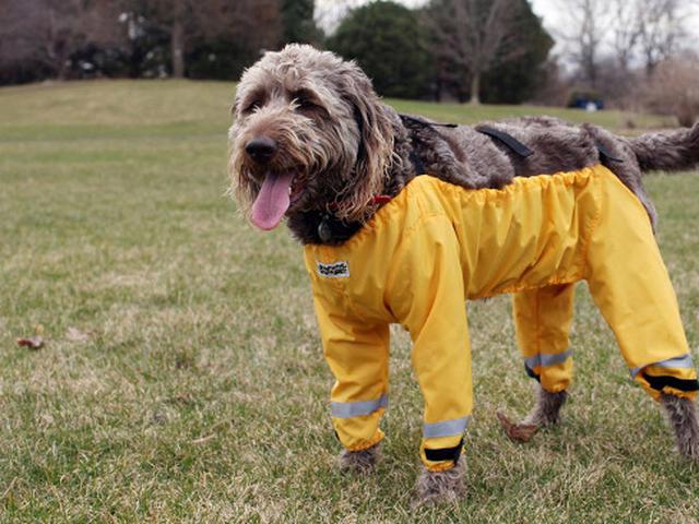 Penemuan Ini Mengakhiri Meme Celana Terbaik Untuk Anjing Global Liputan6 Com Baik mantel atau ponco maupun setelan, jas hujan ada berbagai macam merek jas hujan yang bagus, seperti yamaha, respiro, axio, eiger, dan lainnya. penemuan ini mengakhiri meme celana