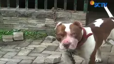 Anjing yang sudah terikat rantai tiba-tiba lolos dari kandang dan menyerang korban.