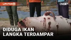 DIDUGA IKAN LANGKA TERDAMPAR DI GUNUNG KIDUL