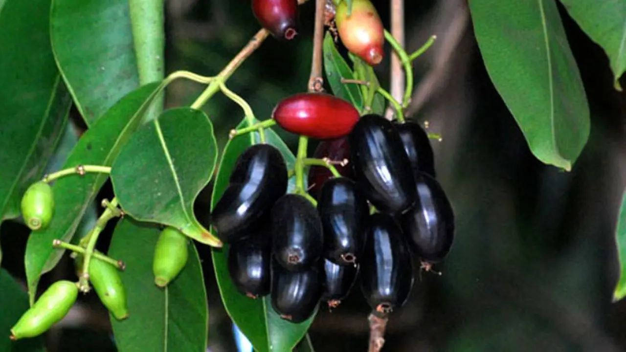 5 Khasiat Mengejutkan Dari Buah Jamblang