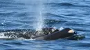 Paus pembunuh J35 membawa bangkai bayinya yang baru dilahirkan di sekitar pantai British Columbia, Kanada, Selasa (24/7). J35 akhirnya melepaskan bayinya di laut lepas setelah membawanya selama 17 hari. (David Ellifrit/Center for Whale Research via AP)