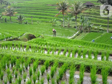 Petani membersihkan rumput liar di sela tanaman padi jenis IR64 di Jatiluwih, Tabanan, Bali, Minggu (5/9/2021). Seiring berakhirnya masa panen dan memasuki masa tanam padi, Badan Pusat Statistik (BPS) mencatat harga beras semua kualitas terjadi kenaikan pada Agustus 2021. (merdeka.com/Arie Basuki)