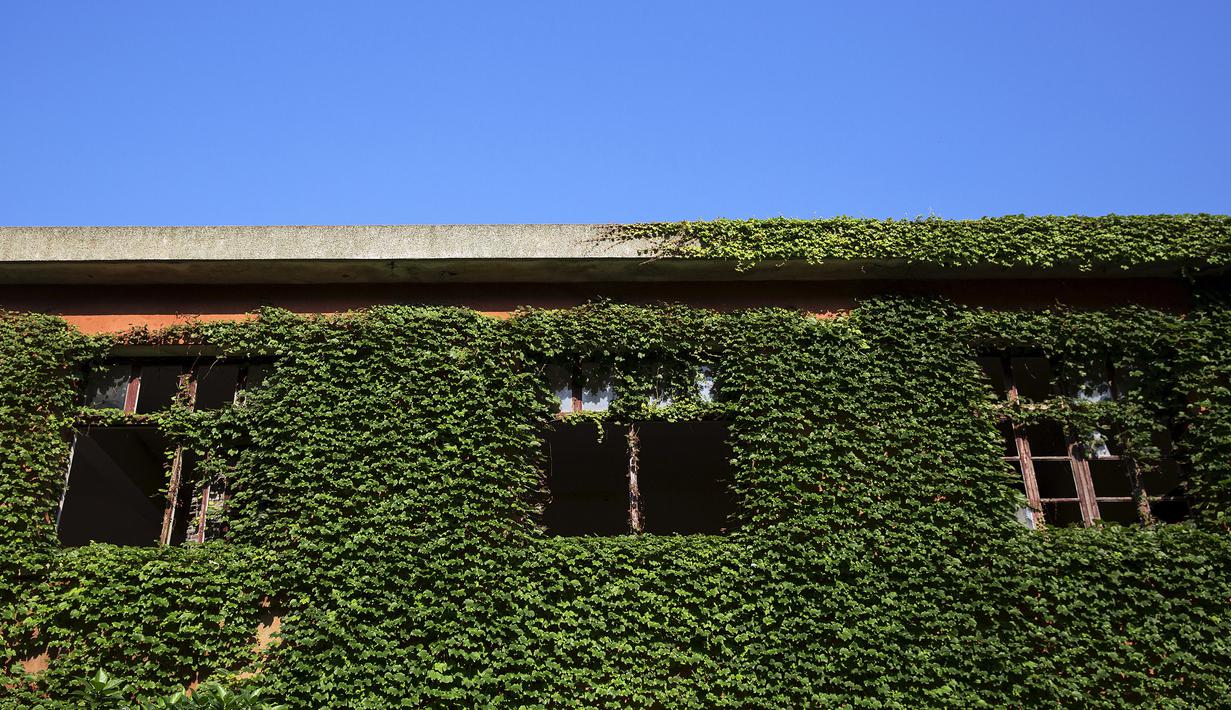 Sebuah rumah tampak ditutupi tanaman merambat di sebuah desa yang sudah ditinggalkan penghuninya, di Houtouwan, pulau Shengshan, China, 26 Juli 2015. Desa ini dulunya dihuni lebih dari 2.000 nelayan. (REUTERS/Damir Sagolj)