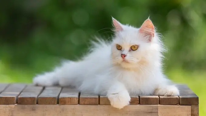 Ilustrasi kucing putih