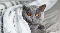 (c) Shutterstock
