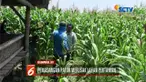 Warga Kulonprogo, Yogyakarta, demo pemasangan pathok tambang pasir karena dinilai merusak lahan tani.